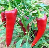 Chimayo Pepper Seeds HP56-10_Base
